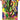 Pokémon TCG: Mega Evolution—Delta Reign Sleeved Booster – Mega Rayquaza artwork
